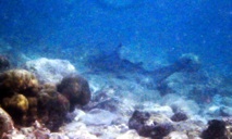 Shark11234